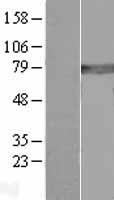 GCLC Human Over-expression Lysates NM_001498