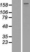 GLI2 Human Over-expression Lysates NM_005270