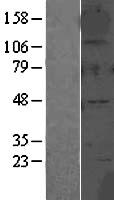 ls002742 alpha 2 glycine receptor glra2 human over expression lysates nm 001118885 wb testing 2