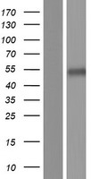 ls002742 alpha 2 glycine receptor glra2 human over expression lysates nm 001171942 wb testing 4