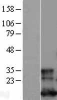 Glutaredoxin 1 (GLRX) Human Over-expression Lysates NM_002064