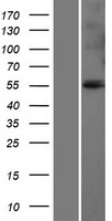 GLUD1 Human Over-expression Lysates NM_005271