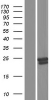 GM2A Human Over-expression Lysates NM_001167607