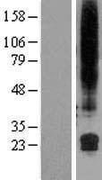 ls002765 gml human over expression lysates nm 002066 wb testing 1