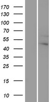 ls002768 g protein alpha 12 gna12 human over expression lysates nm 007353 wb testing 1