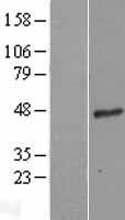 G protein alpha 16 (GNA15) Human Over-expression Lysates NM_002068