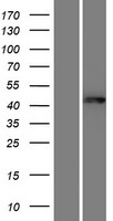 GNAL Human Over-expression Lysates NM_001142339