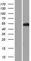 GNAL Human Over-expression Lysates NM_182978