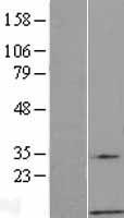 ls002788 gng7 human over expression lysates nm 052847 wb testing 1
