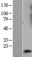 ls002790 gng10 human over expression lysates nm 001017998 wb testing 1