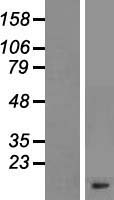 GNG11 Human Over-expression Lysates NM_004126
