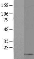 GNRH2 Human Over-expression Lysates NM_001501