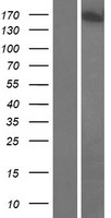ls002802 golga3 human over expression lysates nm 005895 wb testing 1
