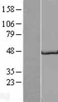 Glycoprotein 2 (GP2) Human Over-expression Lysates NM_001007242