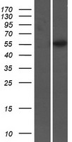 Glycoprotein 2 (GP2) Human Over-expression Lysates NM_001502