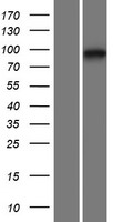 ls002822 gpld1 human over expression lysates nm 001503 wb testing 1