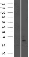 ls002822 gpld1 human over expression lysates nm 177483 wb testing 2