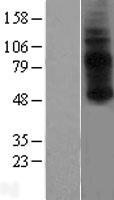 GPR3 Human Over-expression Lysates NM_005281