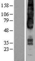 ls002828 gpr4 human over expression lysates nm 005282 wb testing 1