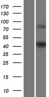 GPR17 Human Over-expression Lysates NM_001161415