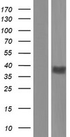GPR17 Human Over-expression Lysates NM_001161416
