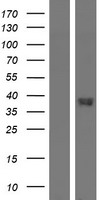 GPR20 Human Over-expression Lysates NM_005293