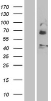 Motilin receptor (MLNR) Human Over-expression Lysates NM_001507