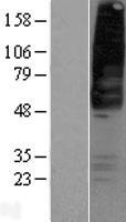 ls002866 gpr42 human over expression lysates nm 005305 wb testing 1