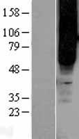 ls002867 gpr43 ffar2 human over expression lysates nm 005306 wb testing 1