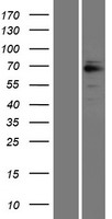 ls002870 grk6 human over expression lysates nm 002082 wb testing 2