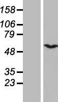 ls002873 csn1 gps1 human over expression lysates nm 004127 wb testing 2