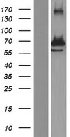 GRB10 Human Over-expression Lysates NM_001001549