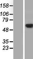 GRB10 Human Over-expression Lysates NM_001001555