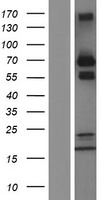 ls002887 grb10 human over expression lysates nm 005311 wb testing 1