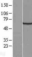 GRB 14 (GRB14) Human Over-expression Lysates NM_004490