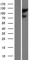 Ionotropic Glutamate receptor 2 (GRIA2) Human Over-expression Lysates NM_001083620