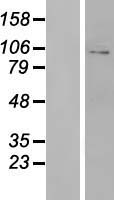 GLUR3 (GRIA3) Human Over-expression Lysates NM_007325