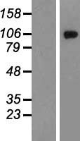 GRIK2 Human Over-expression Lysates NM_021956