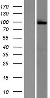 GRIK2 Human Over-expression Lysates NM_175768