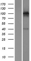 KA1 (GRIK4) Human Over-expression Lysates NM_014619
