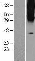 Metabotropic Glutamate Receptor 3 (GRM3) Human Over-expression Lysates NM_000840