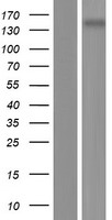 Metabotropic Glutamate Receptor 5 (GRM5) Human Over-expression Lysates NM_001143831