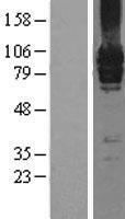 Metabotropic Glutamate Receptor 7 (GRM7) Human Over-expression Lysates NM_000844