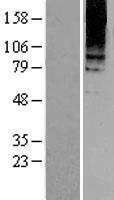 Metabotropic Glutamate Receptor 8 (GRM8) Human Over-expression Lysates NM_001127323