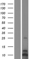 GRO gamma (CXCL3) Human Over-expression Lysates NM_002090