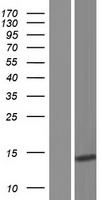 ls002922 gastrin releasing peptide grp human over expression lysates nm 001012513 wb testing 2
