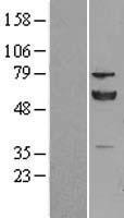 ERp57 (PDIA3) Human Over-expression Lysates NM_005313