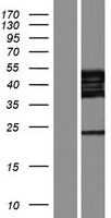 GRSF1 Human Over-expression Lysates NM_001098477