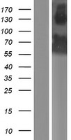 GRSF1 Human Over-expression Lysates NM_002092