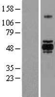 ls002931 gsk3 alpha gsk3a human over expression lysates nm 019884 wb testing 1